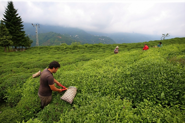 Çay üreticisinin yüzü fiyat artışıyla güldü